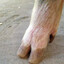 Hog Hoof
