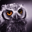 night.owl