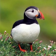 puffin