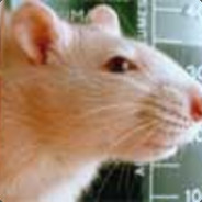 Rat Salad - steam id 76561197960473978