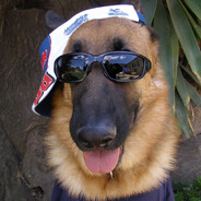 пёс хулиганский