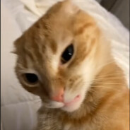 Vlad