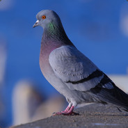 КуРлЫк кУрЛыК.......