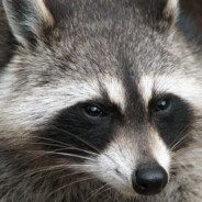 nightmareK - steam id 76561199100019172