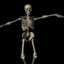 skeleton