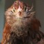ChickenNator