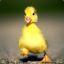 Mrs.Duck