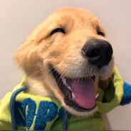 梦想养只海盗狗