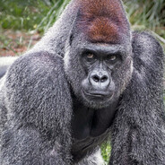 Чирик на фуфырик