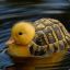 TurtleDuck