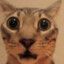 spycat