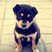 大哥借我一只狗狗