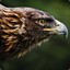 **goldeNEAGLE**