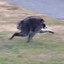 Jimothy, The Raccoon