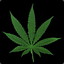 Cannabis&#039;&#039;