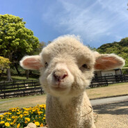 超无敌咩咩公主