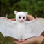 White Bat