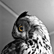 GoodOwl