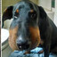 рахал мамут