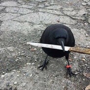 Knife Bird