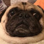 El Pug &lt;3