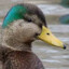 mullet duck