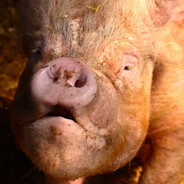 CLEITINHOMATADORDEPORCO - steam id 76561199036159988