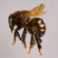 Stingless Bee