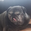 y4giz