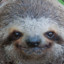 Aggressive Sloth