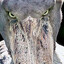 FOV > 70 = PREY