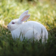 Gacolek50PLガセク