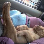 翻滚吧，牛宝宝