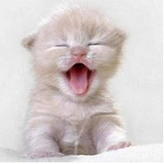 kochanka wiatra bukiet 60