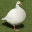 Thick Goose