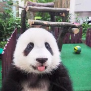 你看这熊猫傻吗