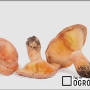 Lepszyrydzniżnicskins.army