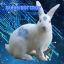 Bunnybottroy