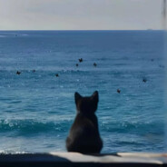 说过要一起看的海