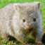 Wombat