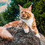 Large Feline