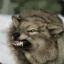 Sir_WildWolF