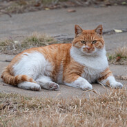 白袜体育生小虎