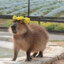 capybara
