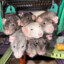 seven fucking rats