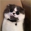 Котяра