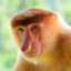 proboscis monkey!