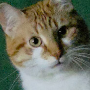 elmalhella.’s Steam avatar