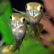 GuppyFacesAreCute avatar