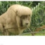 Cool_Lion_23